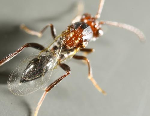 Callaspidia sp.